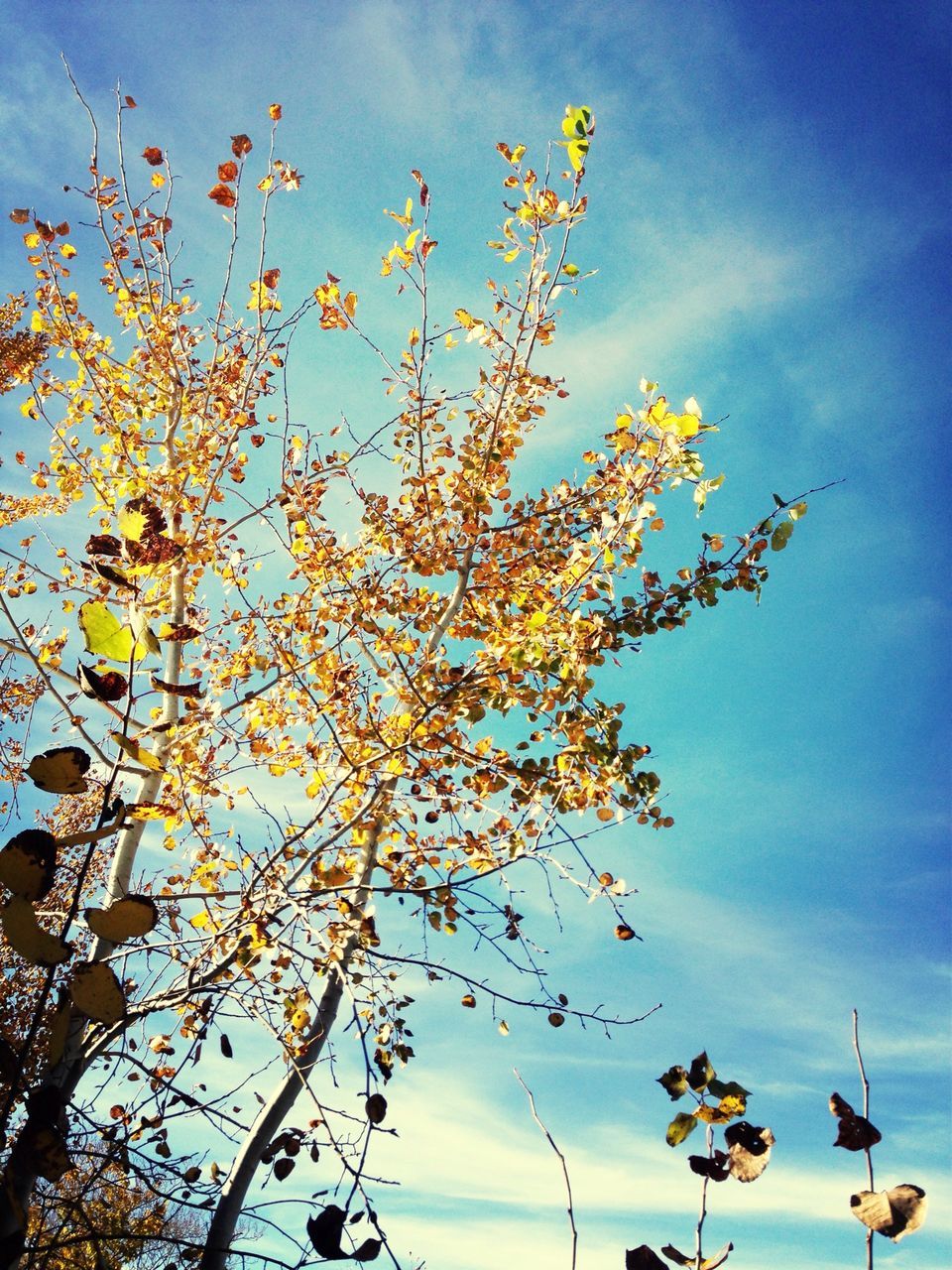 sky, low angle view, flower, beauty in nature, growth, branch, blue, nature, cloud - sky, tree, cloud, freshness, tranquility, outdoors, scenics, no people, twig, day, water, fragility