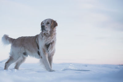 Golden retriever on the frozen water