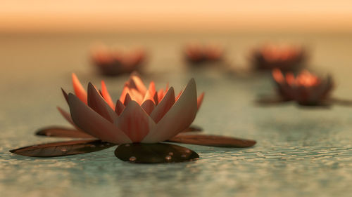 Close-up of orange flower floating on water