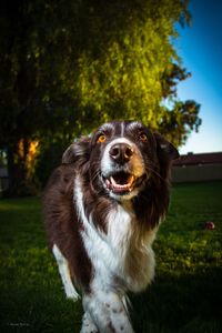 Portrait of a dog on field