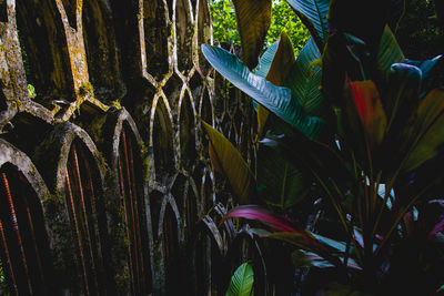 Close-up of flowering plants