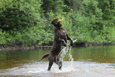 Dog playing in river