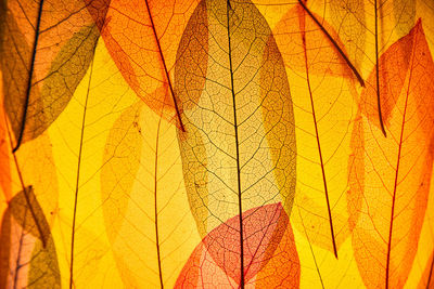 Close-up of yellow maple leaves during autumn