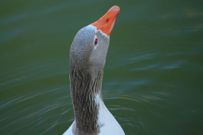 Close-up of swan swimming in lake