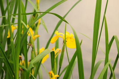 Close-up of yellow flowers