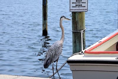 Birds by lake