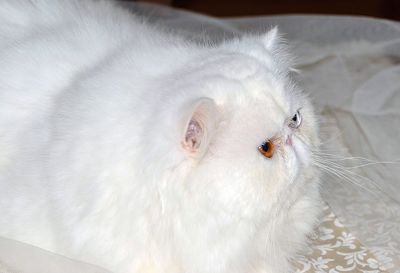 Close-up portrait of white cat