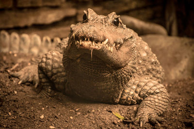 Close-up of a reptile on a field