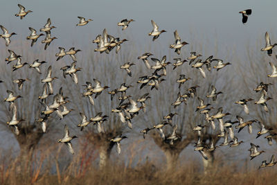 Flock of seagulls flying in the sky