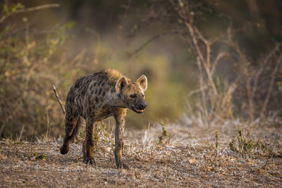 Hyena walking on land