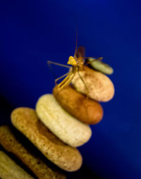 Close-up of insect against blue background