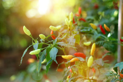 Close-up of fresh orange flowers