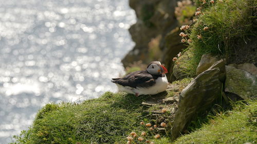 Puffin bird perching on rock