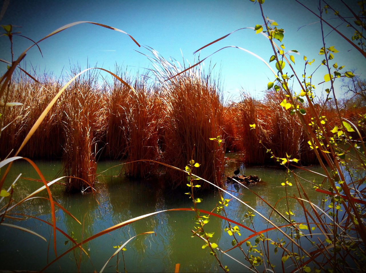 water, tree, reflection, tranquility, nature, lake, growth, plant, branch, sky, beauty in nature, outdoors, no people, pond, leaf, canal, river, tranquil scene, day, sunlight