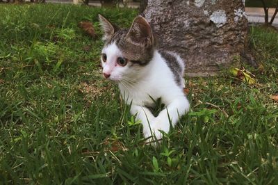 Cat looking away on field