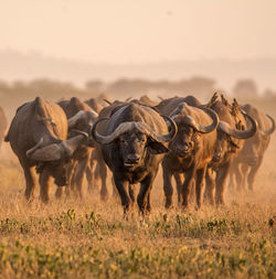 African cape buffalo, africa