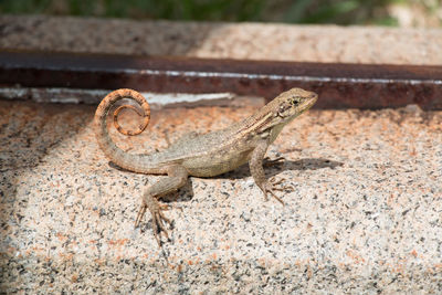 Close-up of a lizard