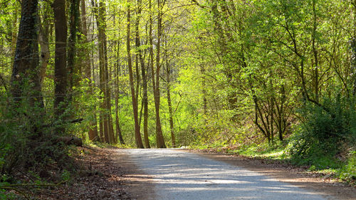 Footpath amidst trees in forest