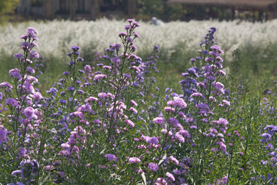 Close-up of purple flowering plants on field