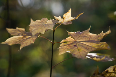 Close-up of maple leaves