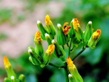 Close-up of yellow flowers blooming outdoors