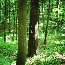 Trees in forest