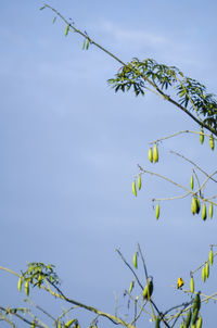 Low angle view of tree against sky