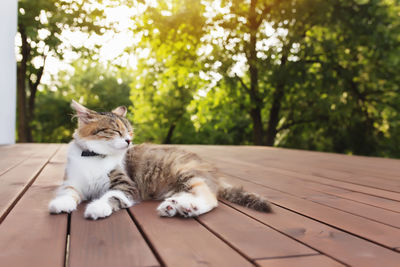 Cat relaxing on a tree