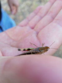 Close-up of insect on hand