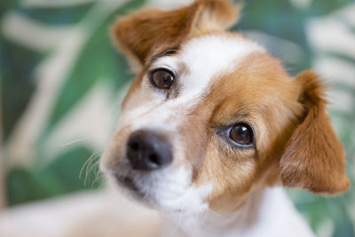 Close-up portrait of cute puppy