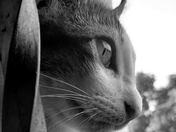 Close-up of a cat looking away