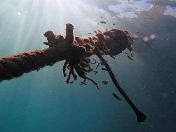 Close-up of weathered rope undersea