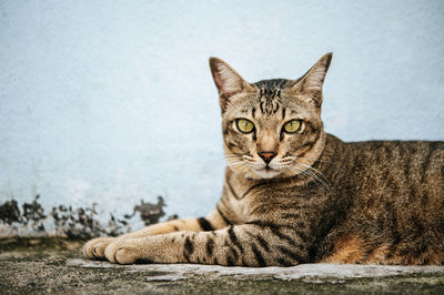 Portrait of cat sitting against wall