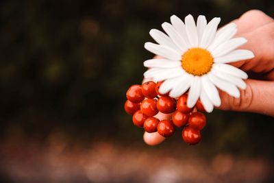 Close-up of hand holding red flower