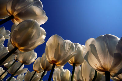 Close-up of white flowering plants against clear sky