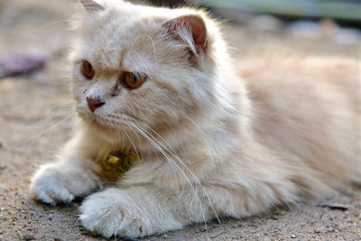 Close-up of a cat looking away