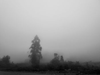 Trees on landscape against sky