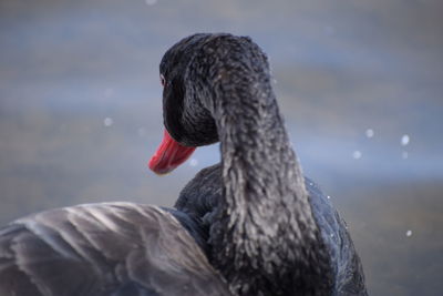 Black swan swimming in lake