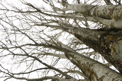 Low angle view of bare tree against sky