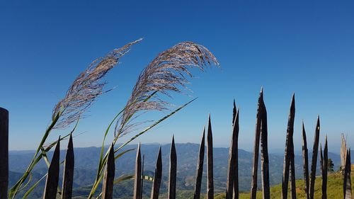 Low angle view of stalks against clear blue sky