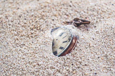 Close-up of crab on sand