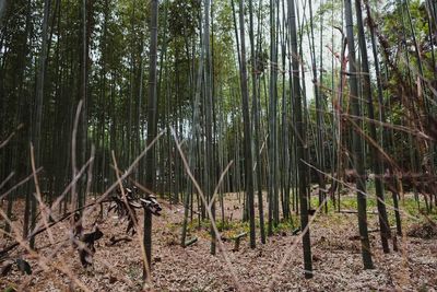 View of bamboo trees in forest