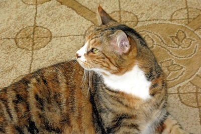 High angle view of a cat looking away