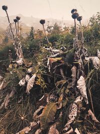 Close-up of wilted plant on field in forest