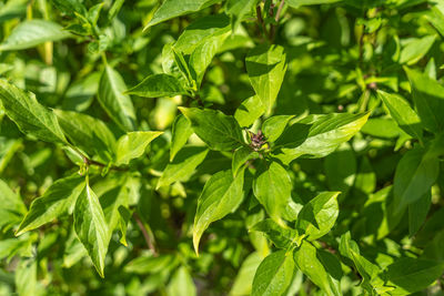 Close-up of green leaves on plant