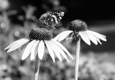 Close-up of white flowers blooming outdoors