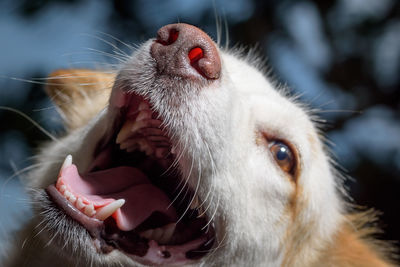 Close-up of dog with open mouth at home