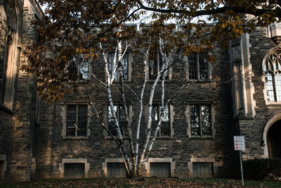 Trees in city