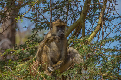 Monkey sitting on tree against sky