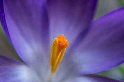 Close-up of purple flower blooming outdoors